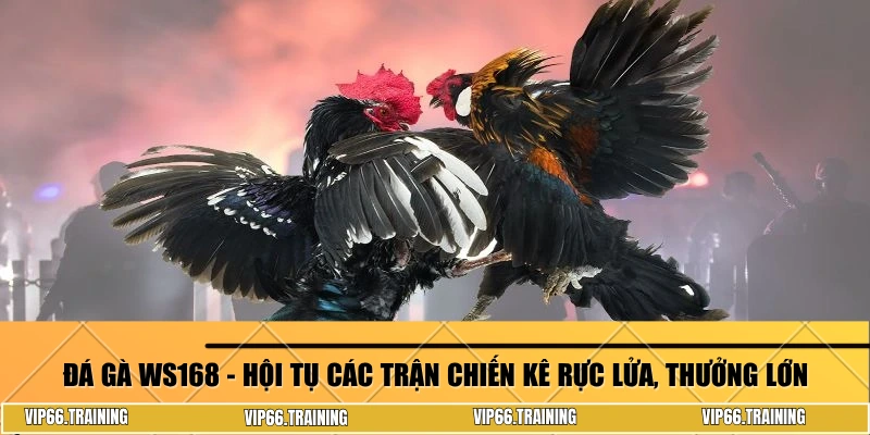 Đá gà WS168